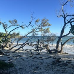 Guadeloupe – Karibian perhossaaren vastustamaton vetovoima